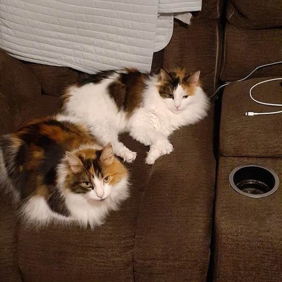 kitties01